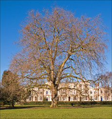 The tree in the centre of Clarence Square, looking towards the flat